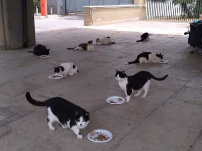 Troviamo un bel gruppetto di pelosi tutti di colore bianco e nero intenti a consumare il proprio pranzo all�interno di piatti di plastica